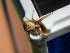 Philodromus floridensis