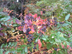 Ligustrum obtusifolium