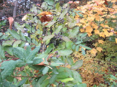 Ligustrum obtusifolium