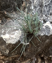 Asphodelus fistulosus