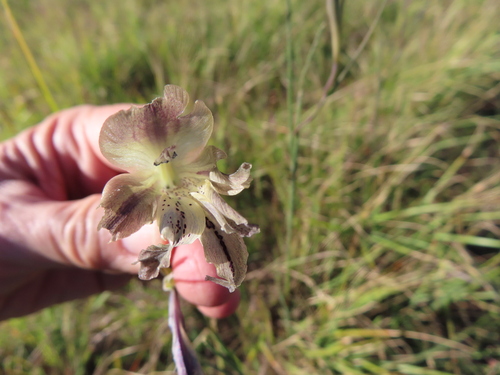 Image of Gladiolus recurvus by (c) linkie, some rights reserved (CC BY)
