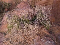 Pleurocoronis pluriseta