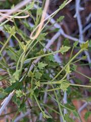 Pleurocoronis pluriseta