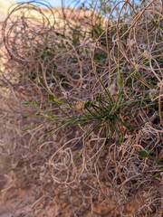 Pleurocoronis pluriseta