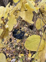 Smilax lasioneura