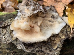 Merulius tremellosus