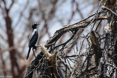 Microcarbo africanus