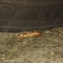 Gryllotalpa vineae