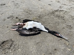 Leucocarbo bougainvillii