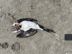 Leucocarbo bougainvillii