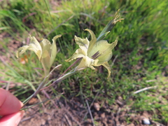 Gladiolus recurvus