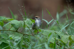Cisticola chubbi