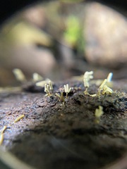 Arcyria cinerea