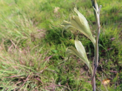 Gladiolus recurvus