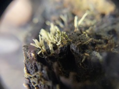 Arcyria cinerea