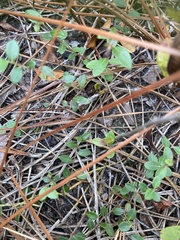 Vaccinium crassifolium