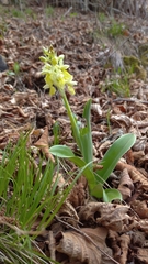 Orchis pallens