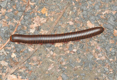 Narceus americanus