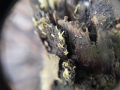 Arcyria cinerea
