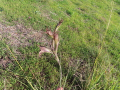 Gladiolus recurvus
