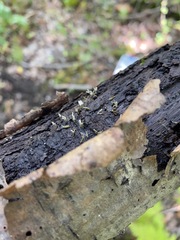 Arcyria cinerea