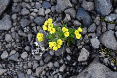 Draba pilosa