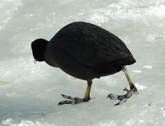 Fulica atra