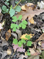 Aquilegia canadensis