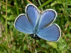 Plebejus argyrognomon