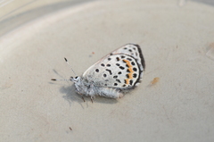 Euphilotes battoides