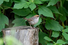 Cisticola chubbi
