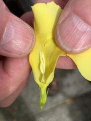 Pentalinon luteum