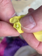Pentalinon luteum