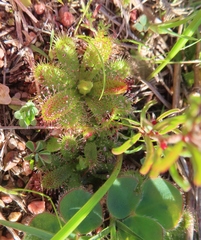 Drosera zeyheri