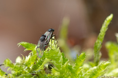 Phorinae
