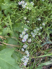 Symphyotrichum dumosum