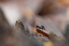 Phorinae
