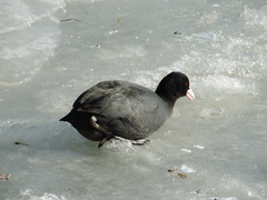 Fulica atra