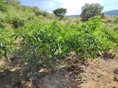 Capsicum annuum
