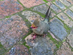 Urocolius indicus indicus