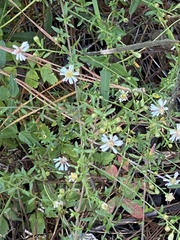 Symphyotrichum dumosum