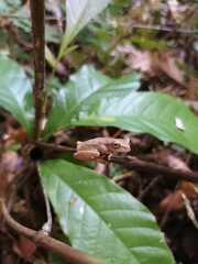 Dendropsophus microcephalus