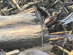 Basiliscus basiliscus