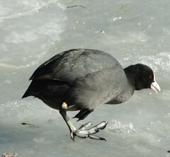 Fulica atra