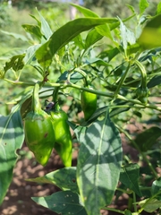 Capsicum annuum