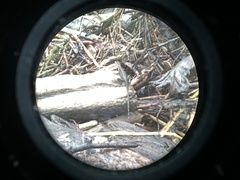 Basiliscus basiliscus