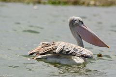 Pelecanus rufescens