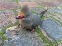 Urocolius indicus indicus