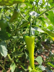Capsicum annuum