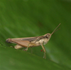 Orphulella